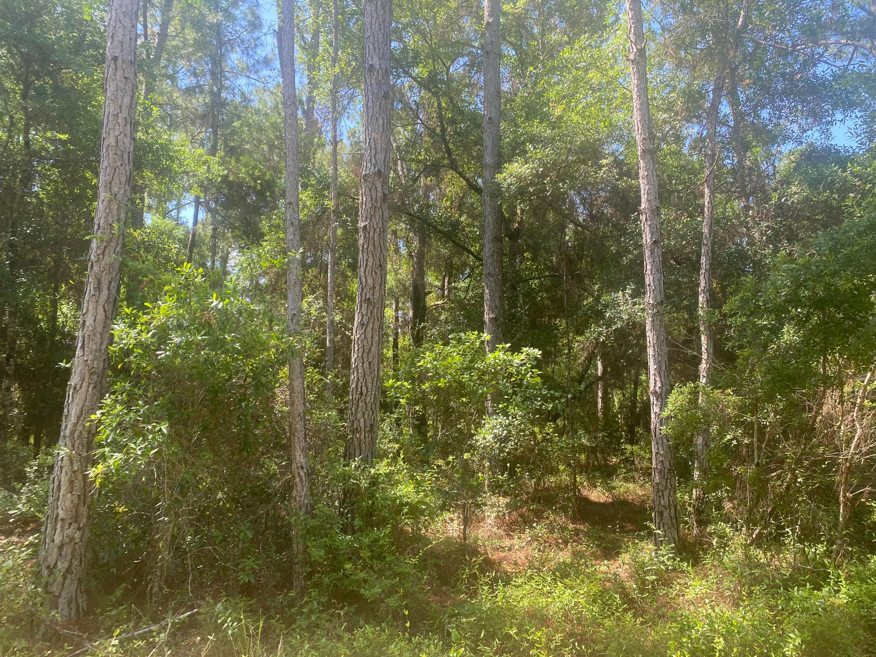 Tbd NE 155 Lane, Fort McCoy, FL 32134 — photo