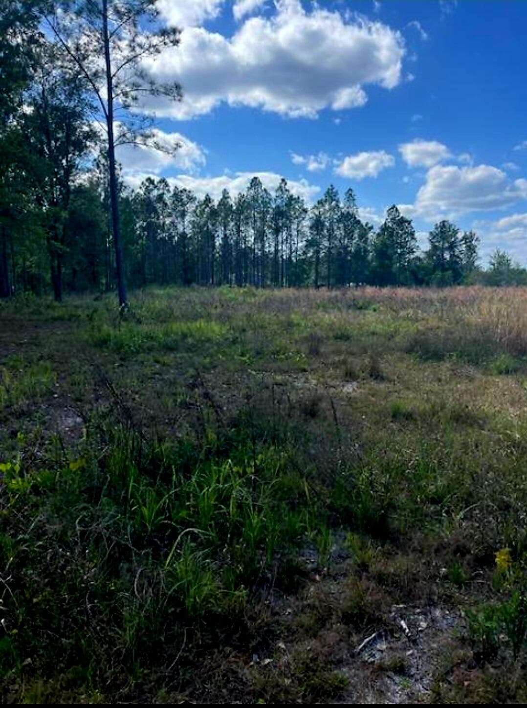 1108306 Oil Well Road, Clermont, FL 34714 — photo 3 of 9
