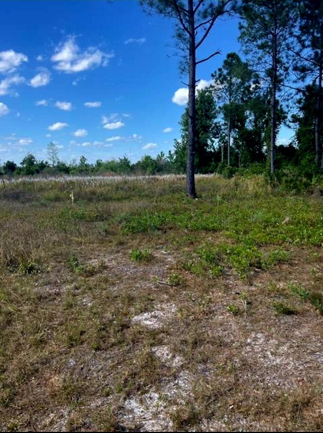 1108306 Oil Well Road, Clermont, FL 34714 — photo 5 of 9