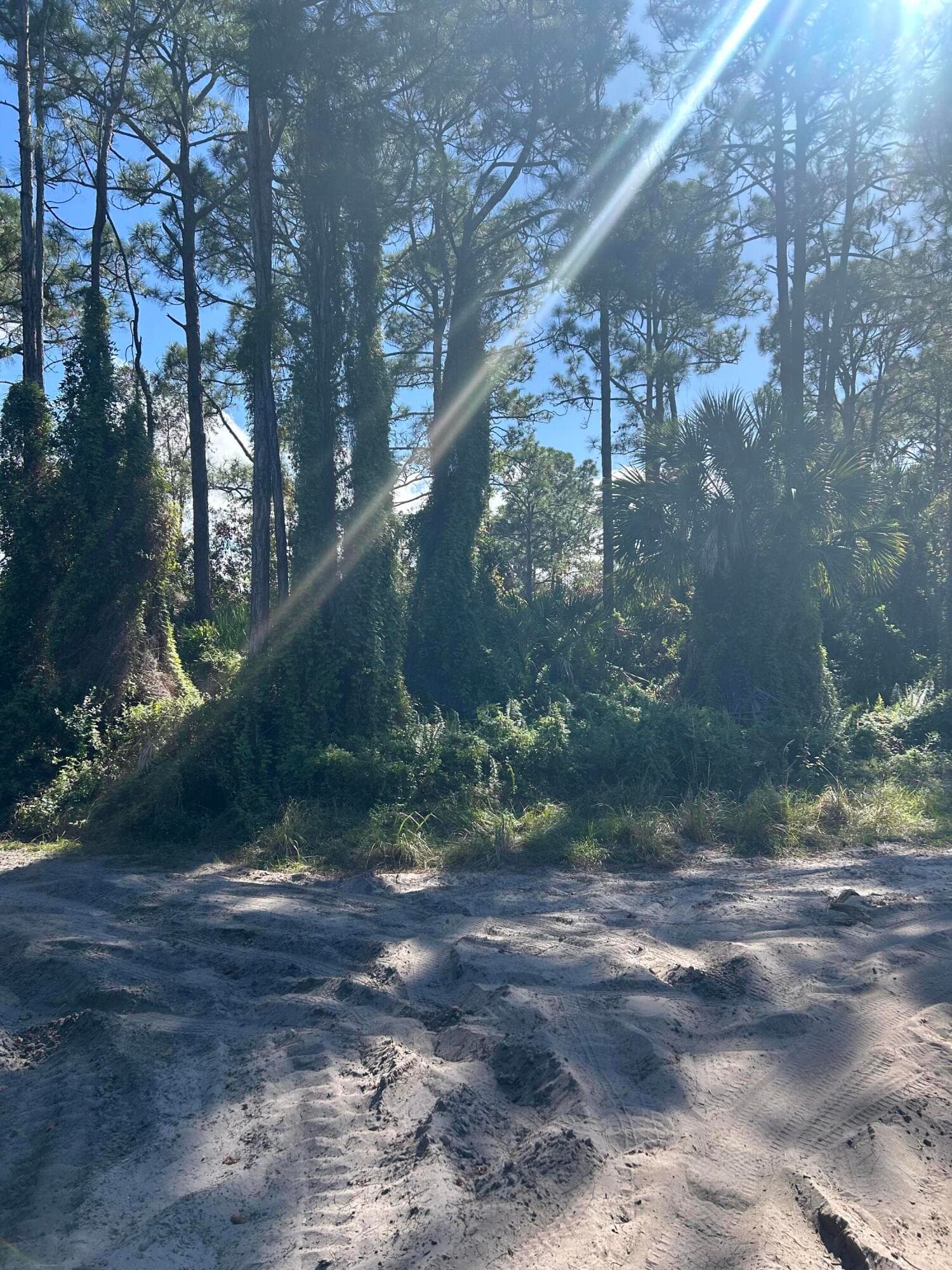 0 Slash Pine Trail, Fort Pierce, FL 34945 — photo 3 of 4