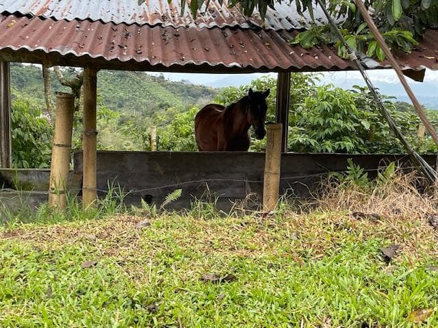 Colombia El Hatillo, Mariquita, Tol, Co — photo 23 of 24