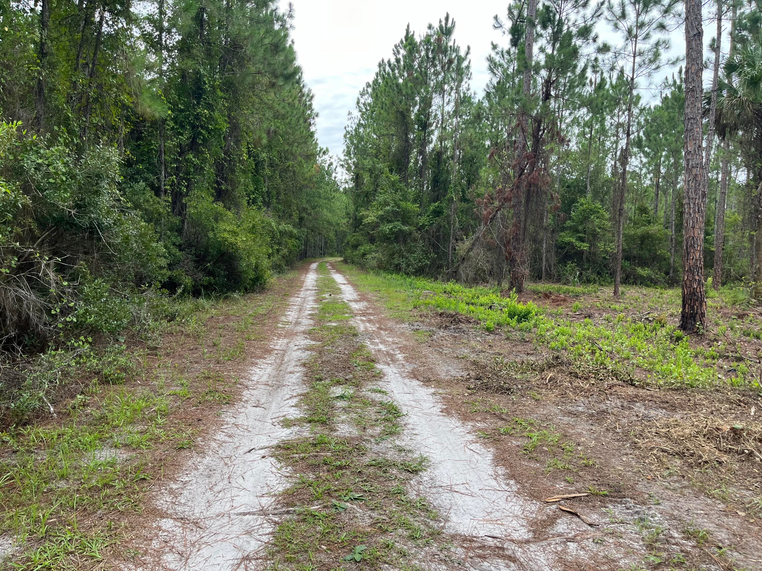 147 Roebuck Street, Georgetown, FL 32139 — photo 10 of 12