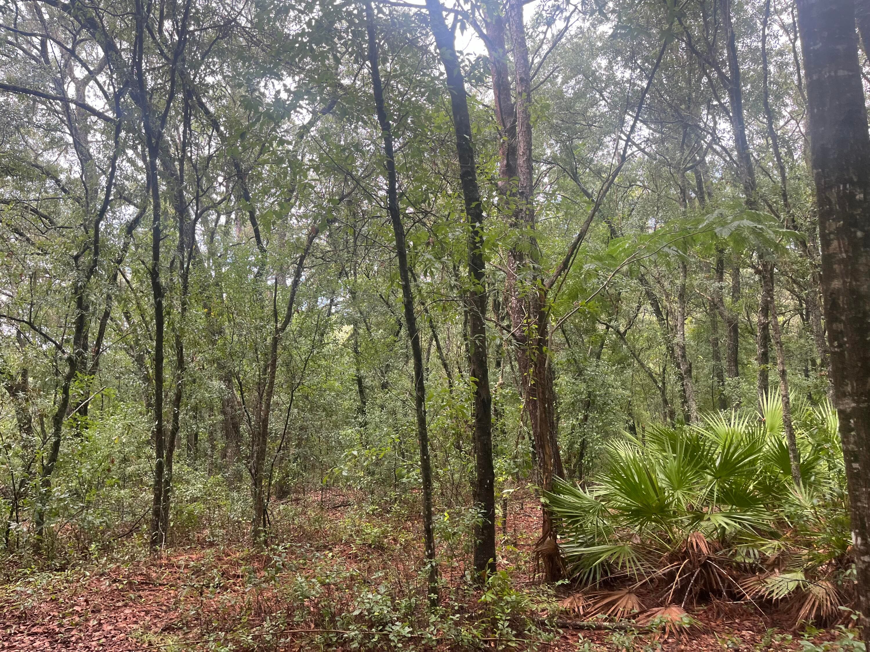 Tbd Delaware Avenue, Interlachen, FL 32148 — photo 4 of 9