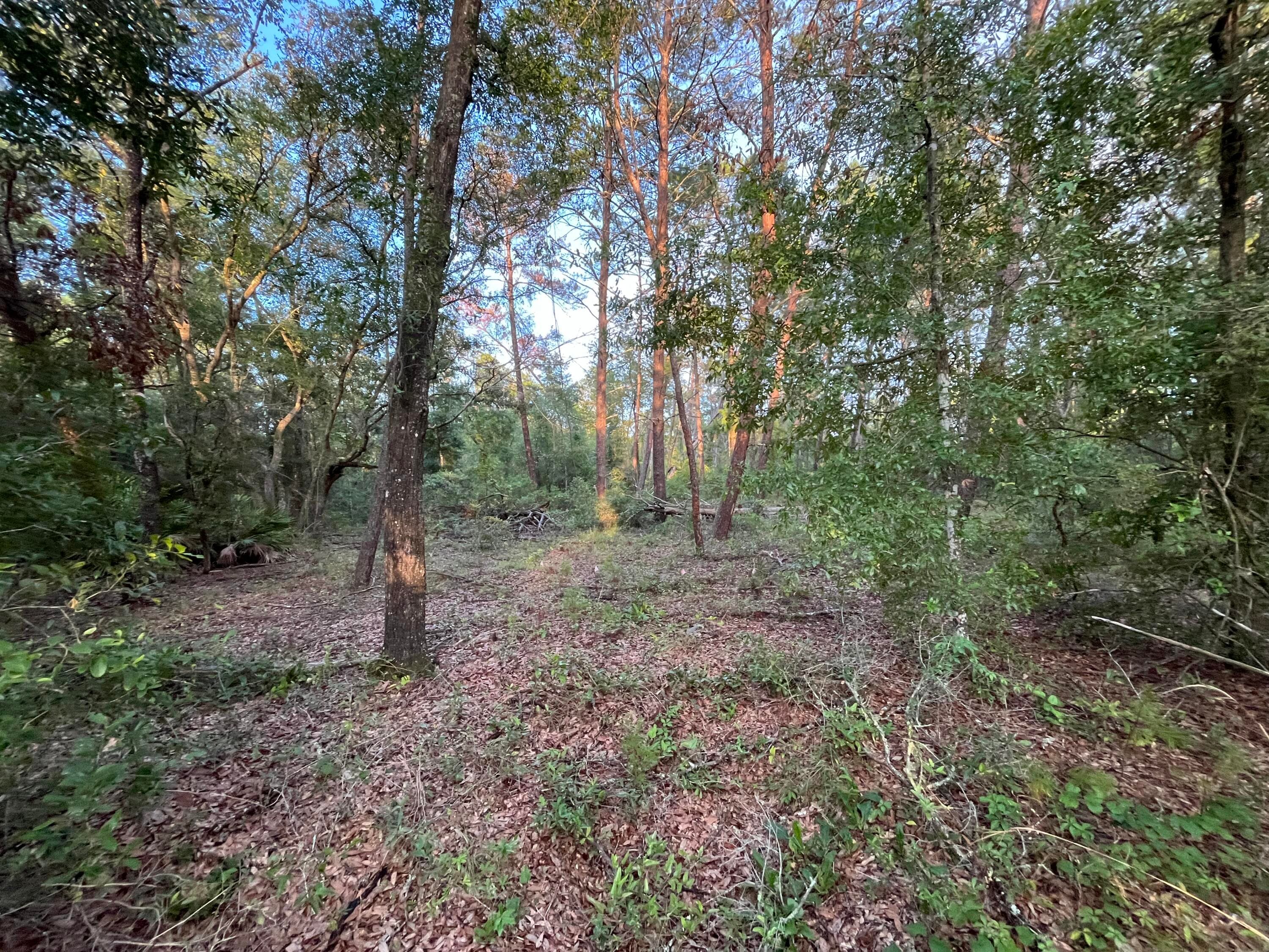 Tbd Twin Lakes Road, Interlachen, FL 32148 — photo 3 of 8