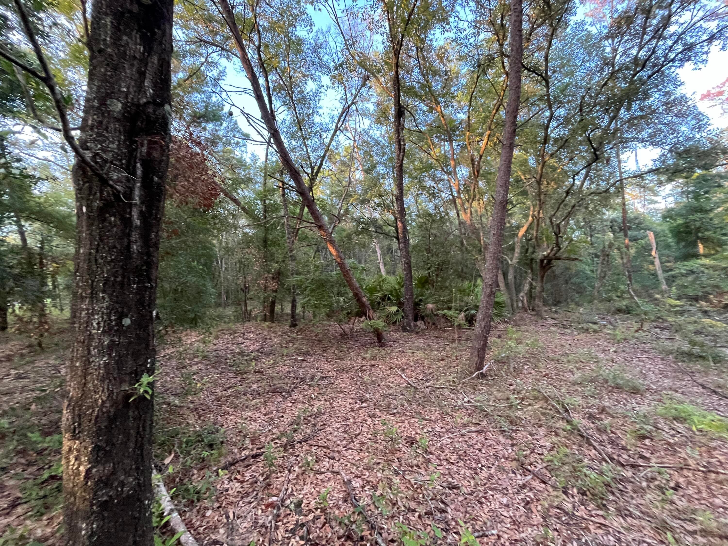 Tbd Twin Lakes Road, Interlachen, FL 32148 — photo 5 of 8