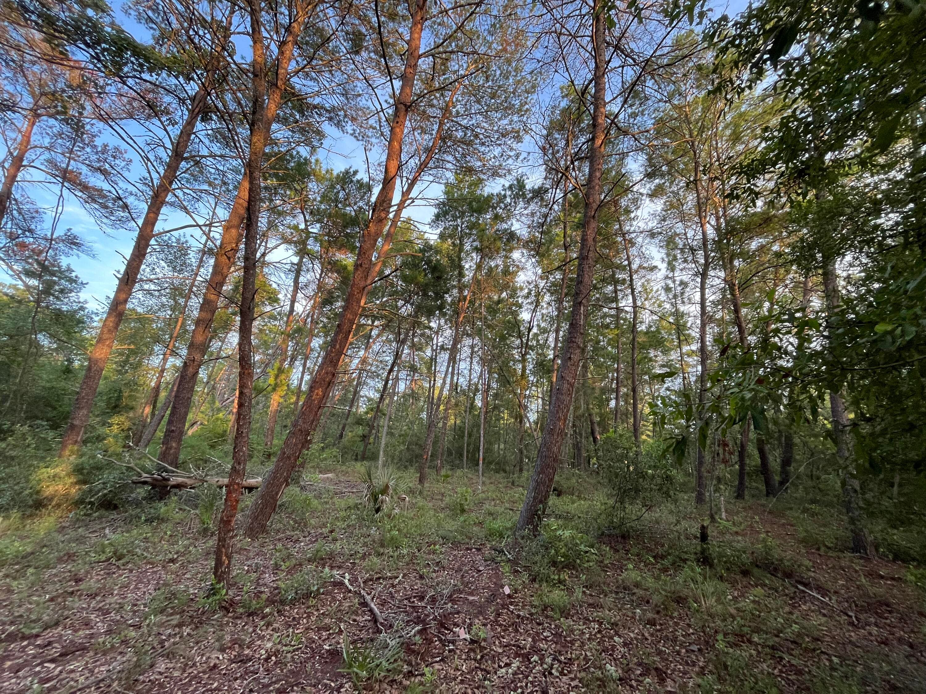 Tbd Twin Lakes Road, Interlachen, FL 32148 — photo 7 of 8