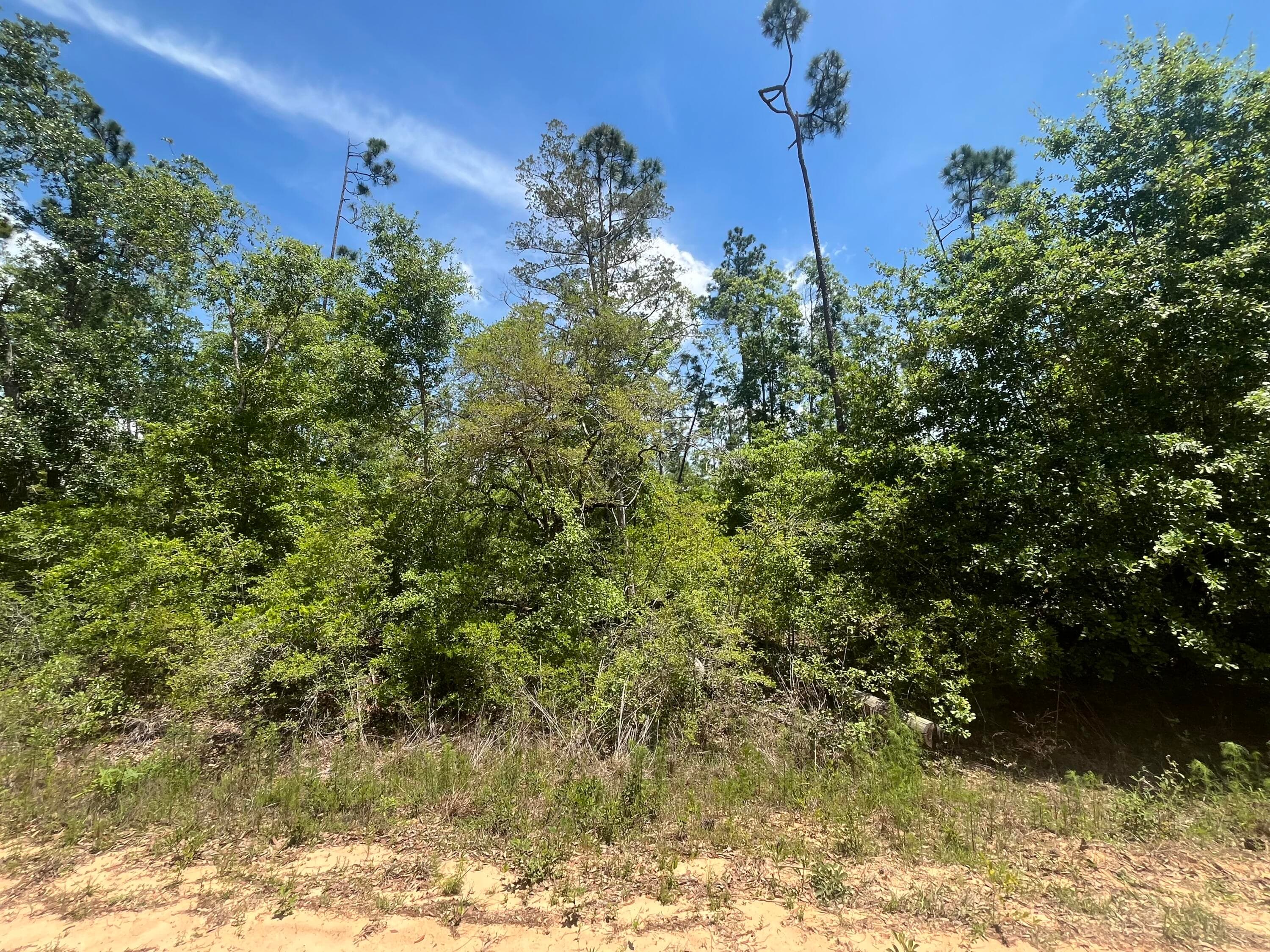 Tbd Tamarac Road, Marianna, FL 32448 — photo 5 of 9