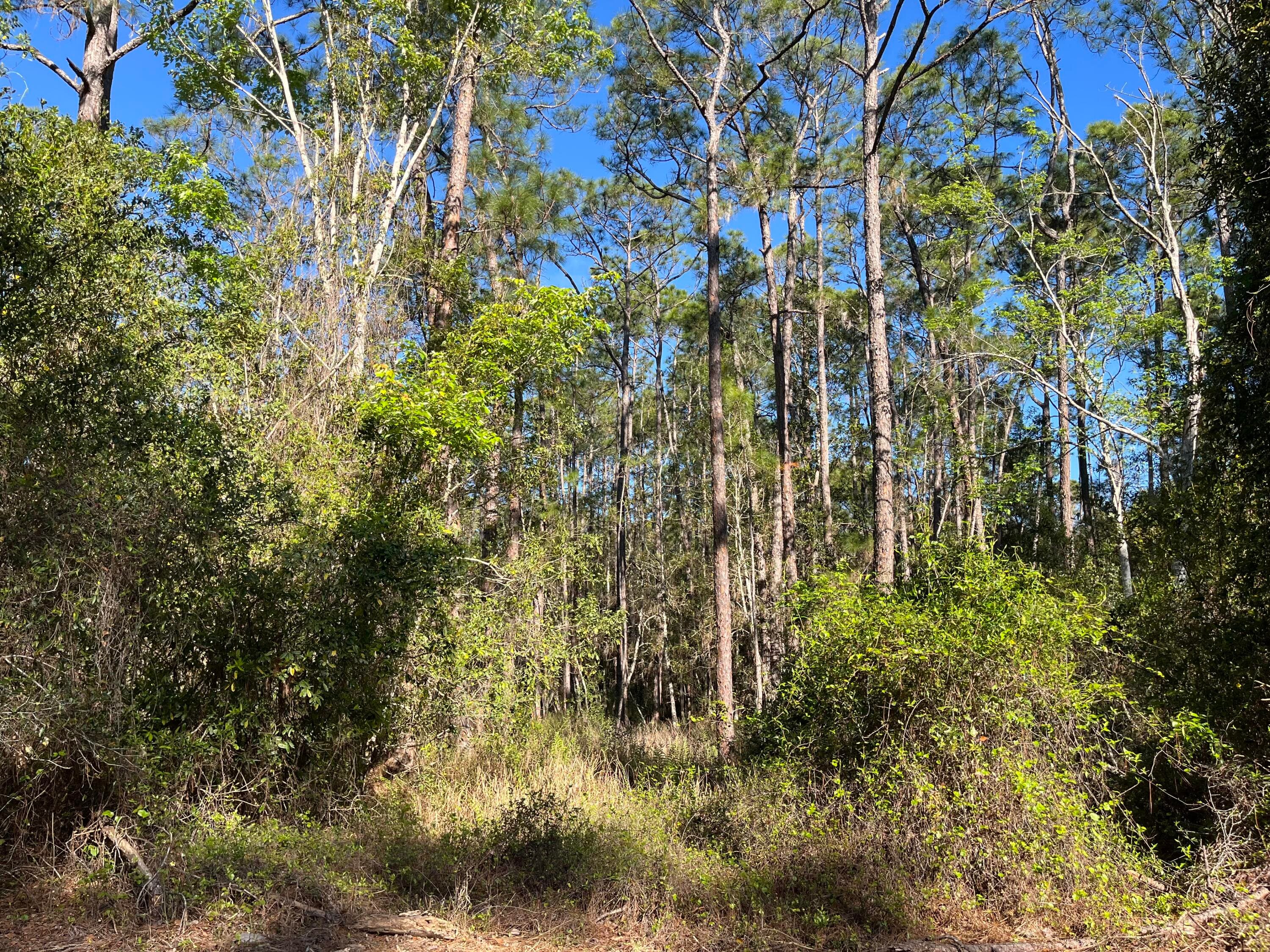 208 SE 3rd Street, Georgetown, FL 32139 — photo
