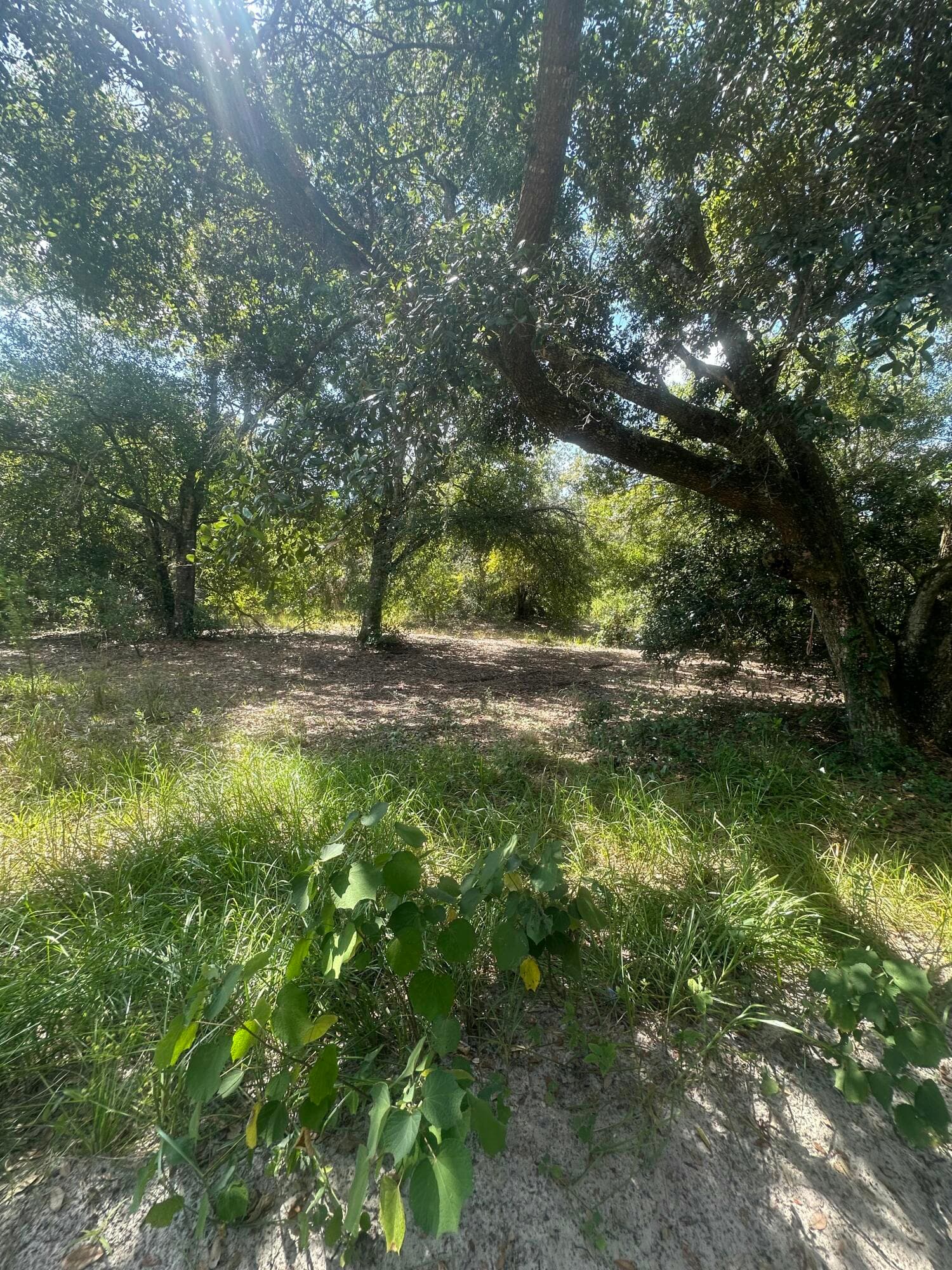 22128 NW 258th Street, Okeechobee, FL 34972 — photo 4 of 7