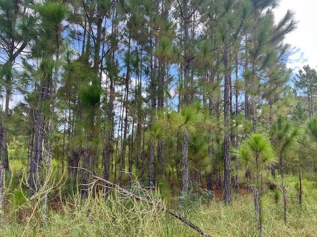 1137 Greenfield Street, Lake Placid, FL 33852 — photo 11 of 22