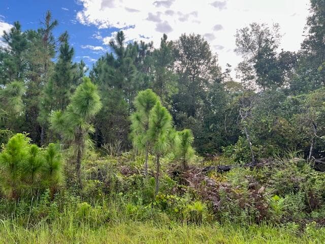 1131 Greenfield Street, Lake Placid, FL 33852 — photo 7 of 13