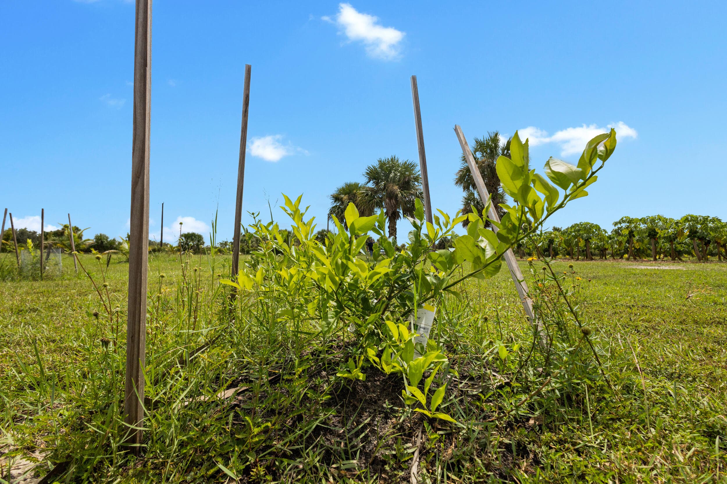 20914 NW 280th Street, Okeechobee, FL 34972 — photo 27 of 47