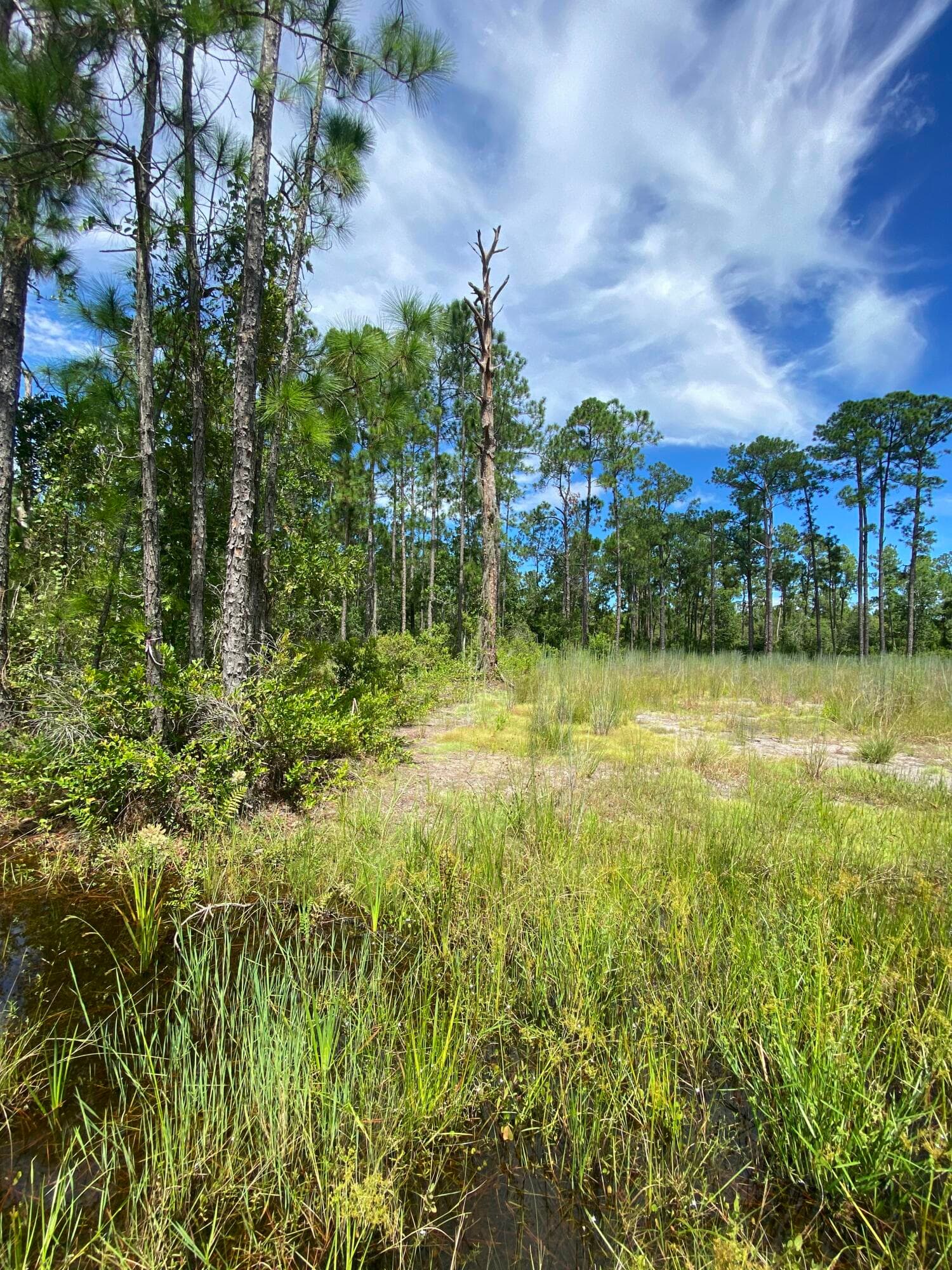 418 Gaillardia Drive, Lake Wales, FL 33855 — photo 5 of 9