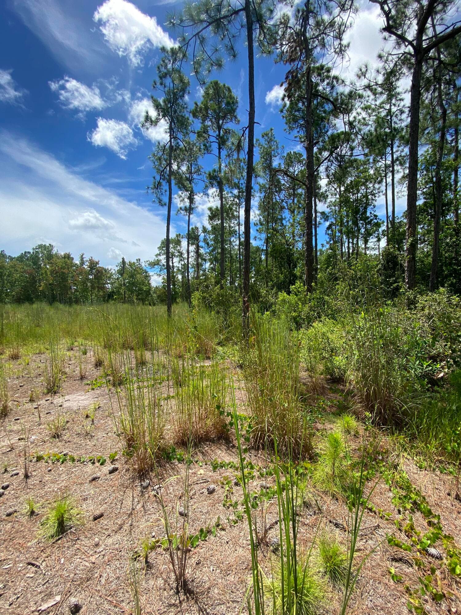 418 Gaillardia Drive, Lake Wales, FL 33855 — photo 9 of 9