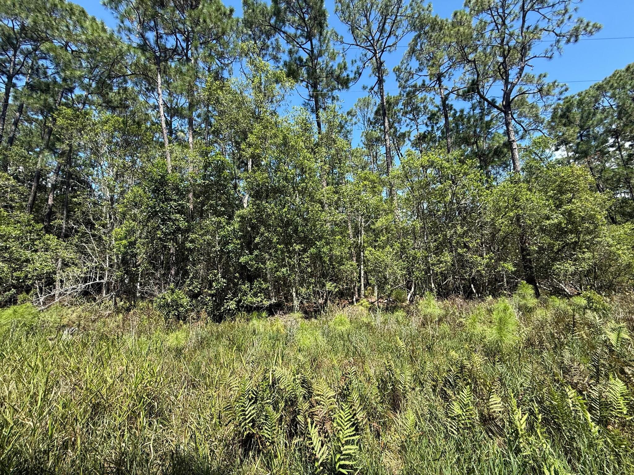 210 SE 2nd Street, Georgetown, FL 32139 — photo 2 of 7