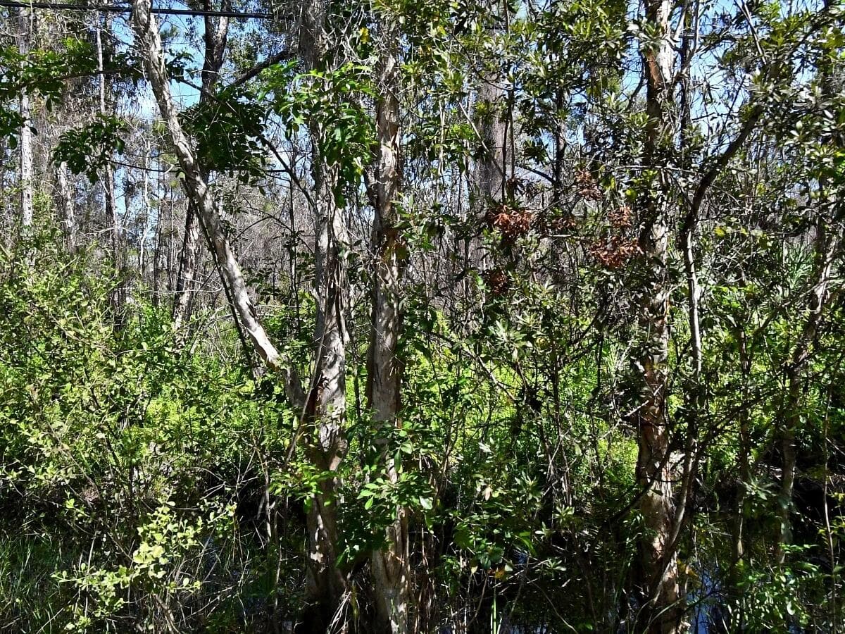Dyer Road, Fort Pierce, FL 34952 — photo 3 of 3