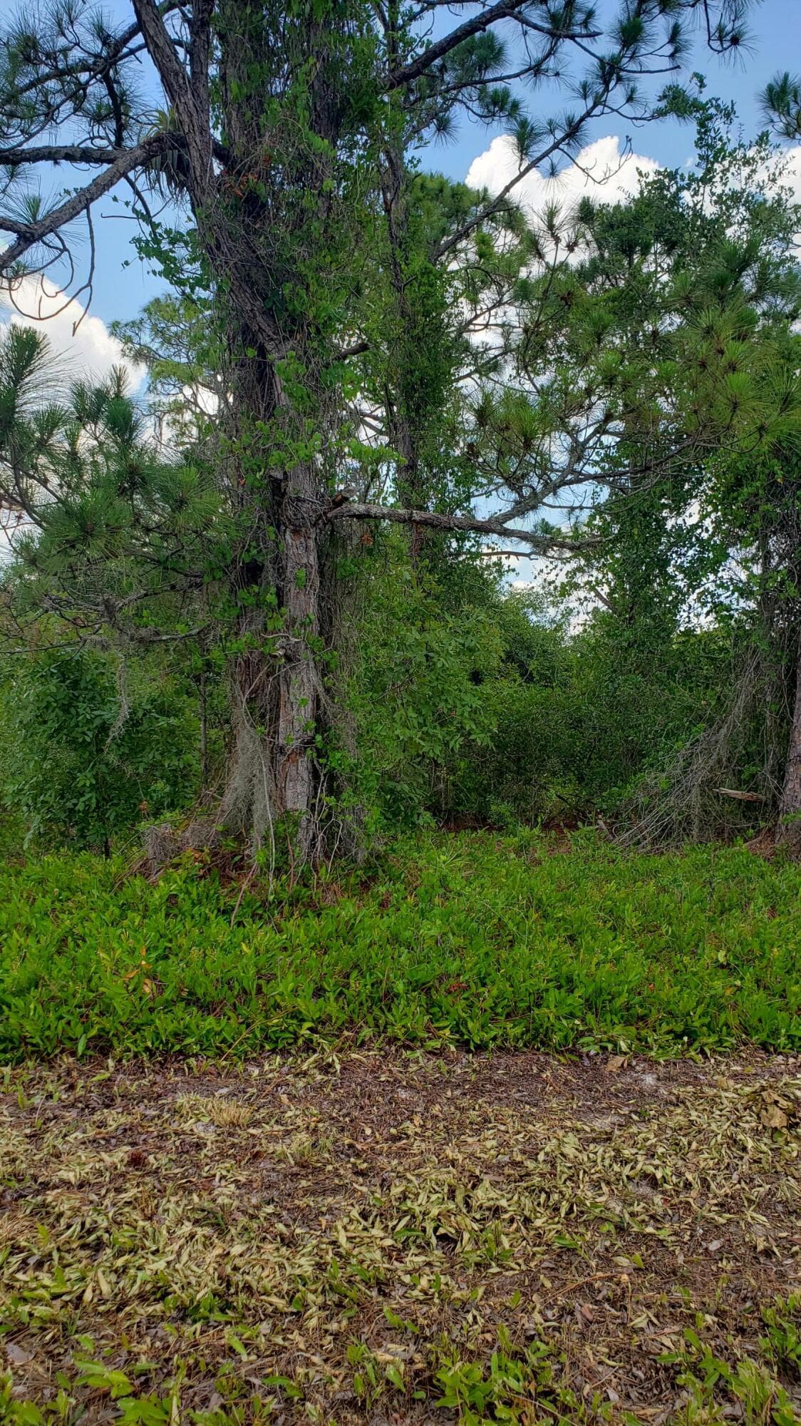 932 Island Parkway NE, Lake Placid, FL 33852 — photo 3 of 8