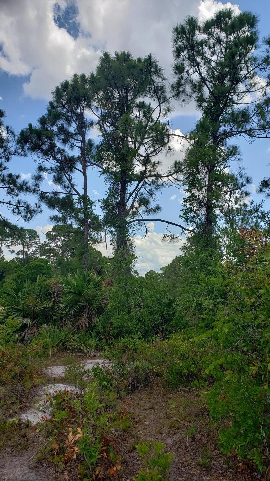 932 Island Parkway NE, Lake Placid, FL 33852 — photo 4 of 8
