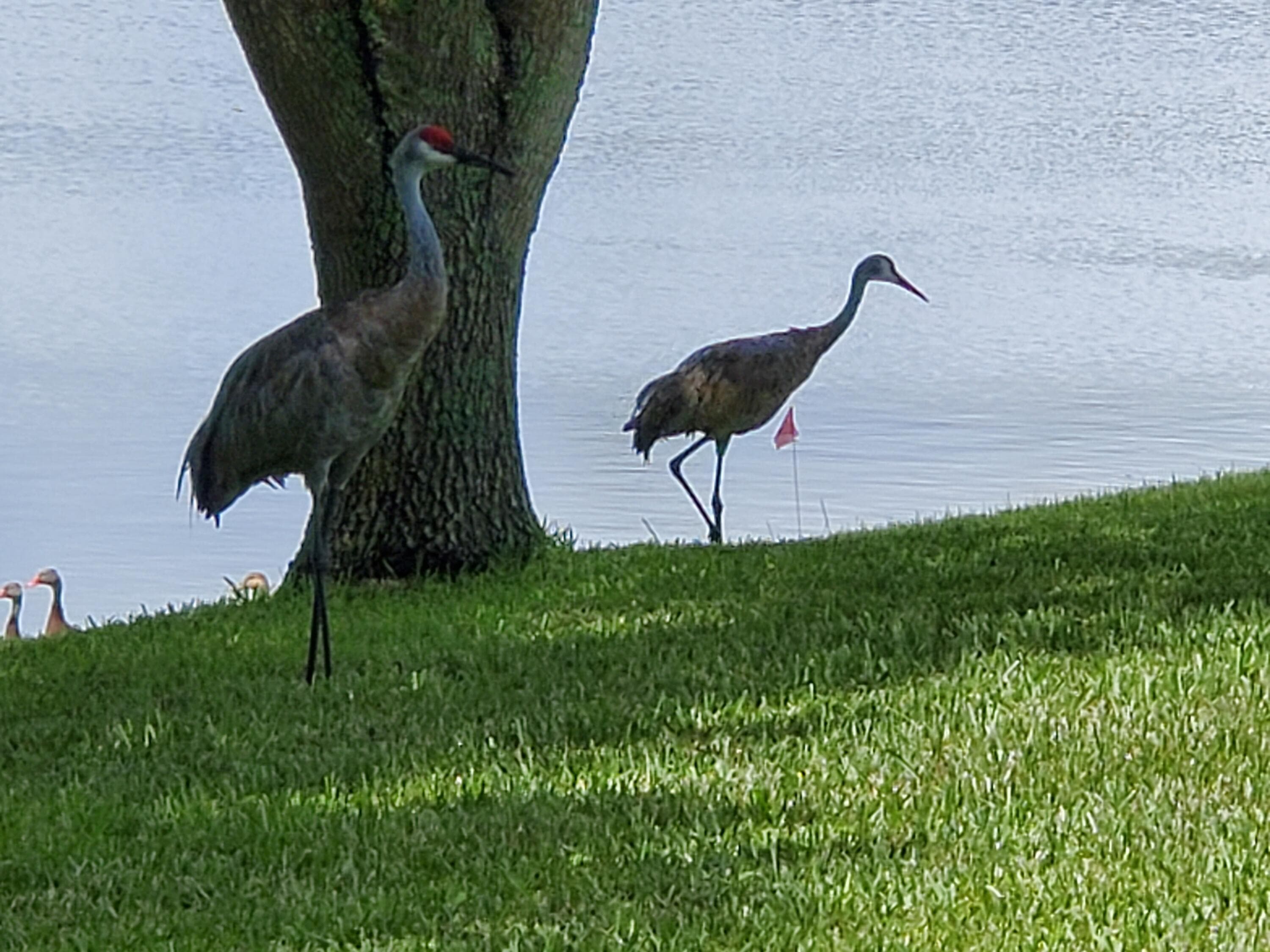 6711 Dickinson Terrace, Port St. Lucie, FL 34952 — photo 31 of 63