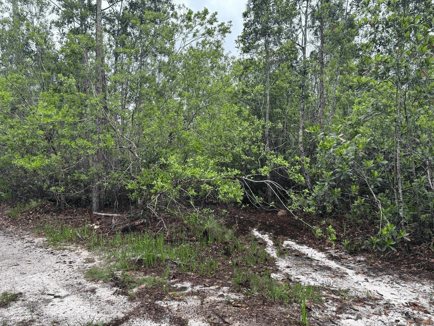 0 Holopaw Groves Road, St. Cloud, FL 34772 — photo 1 of 3