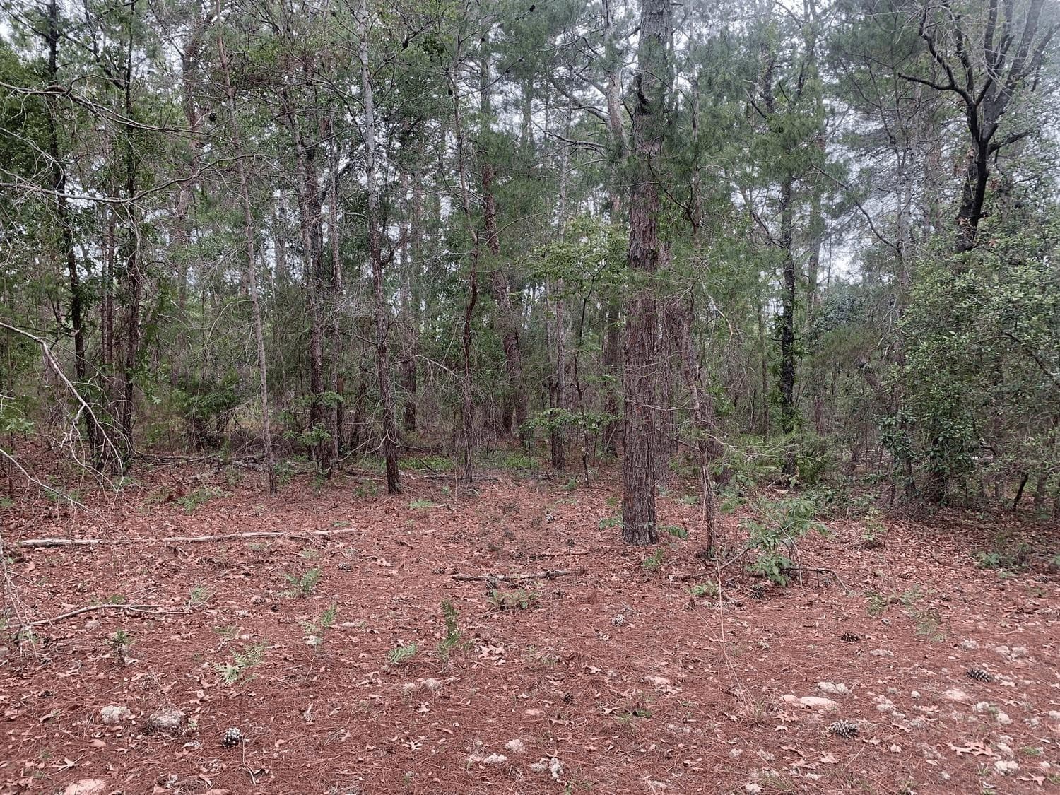 0 Citrus Street, Interlachen, FL 32148 — photo