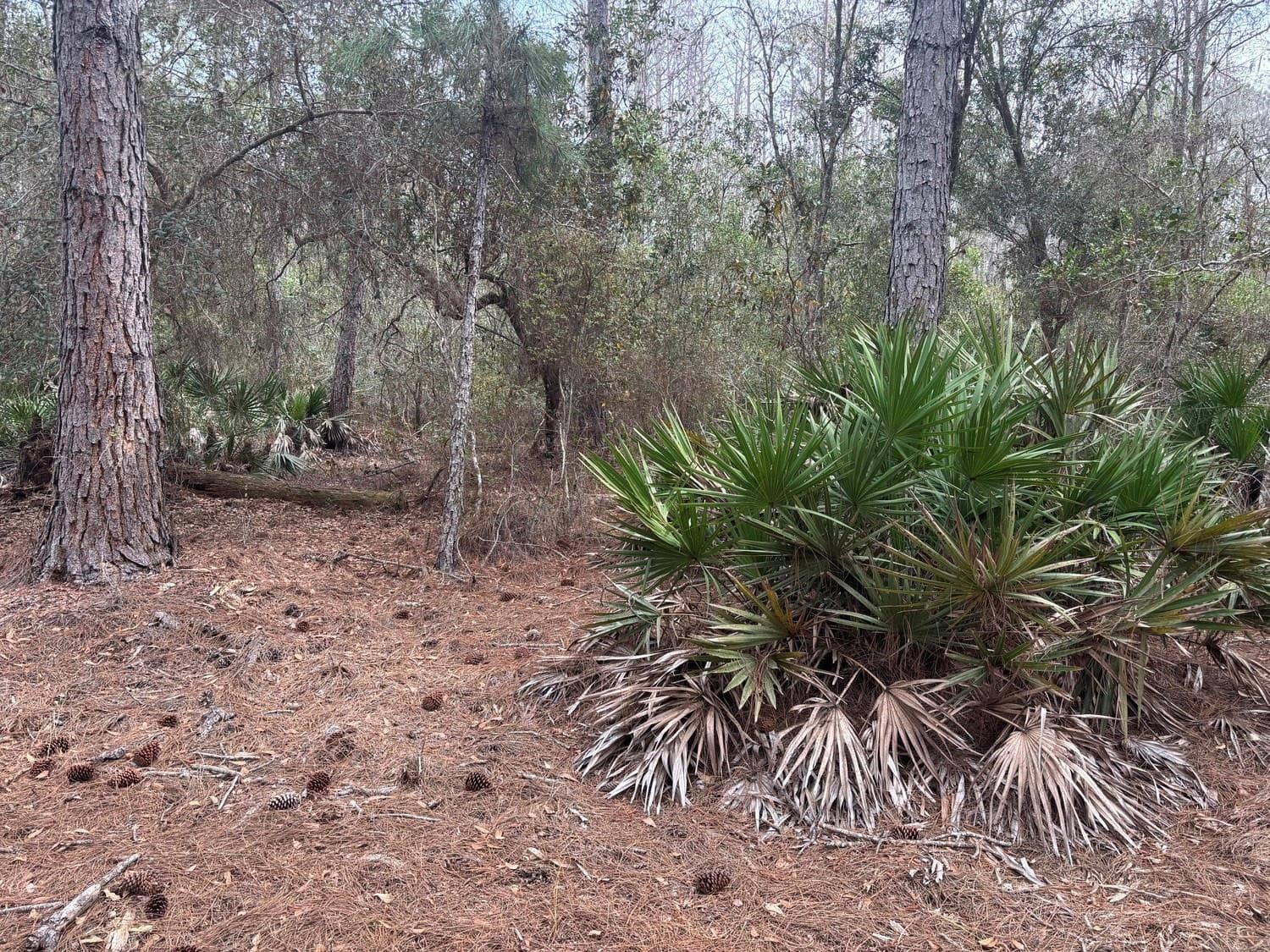 0 Old Grade Road, FL 33868 — photo 2 of 2