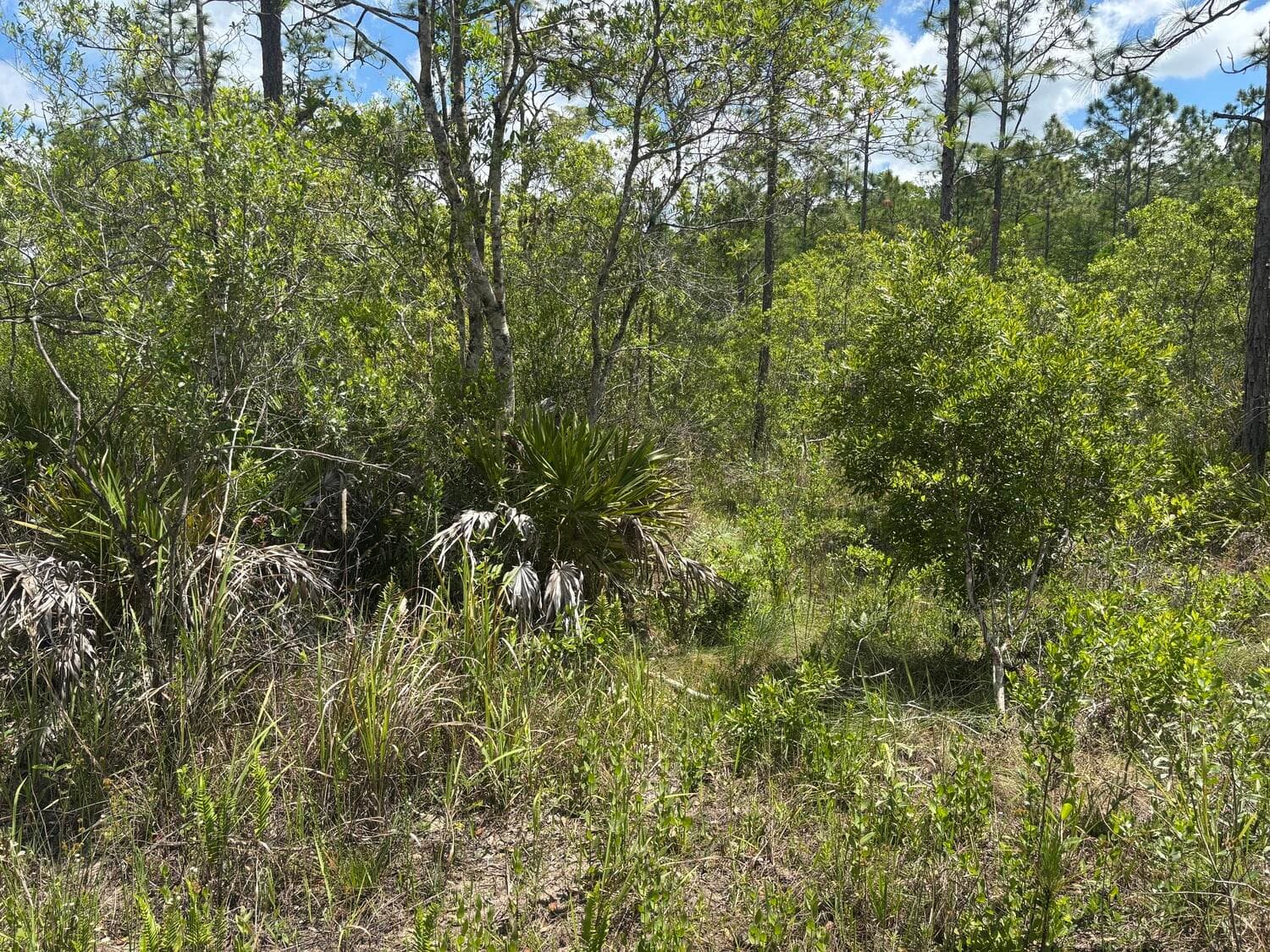 0 Holopaw Groves Road, St. Cloud, FL 34772 — photo 2 of 3