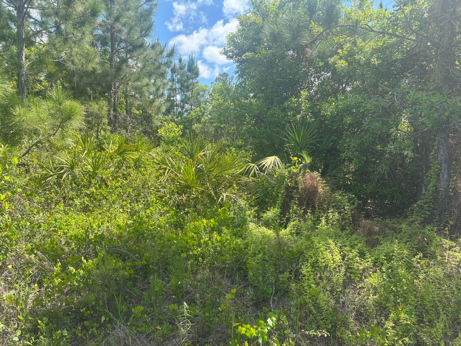 0 Holopaw Groves Road, St. Cloud, FL 34772 — photo 1 of 3