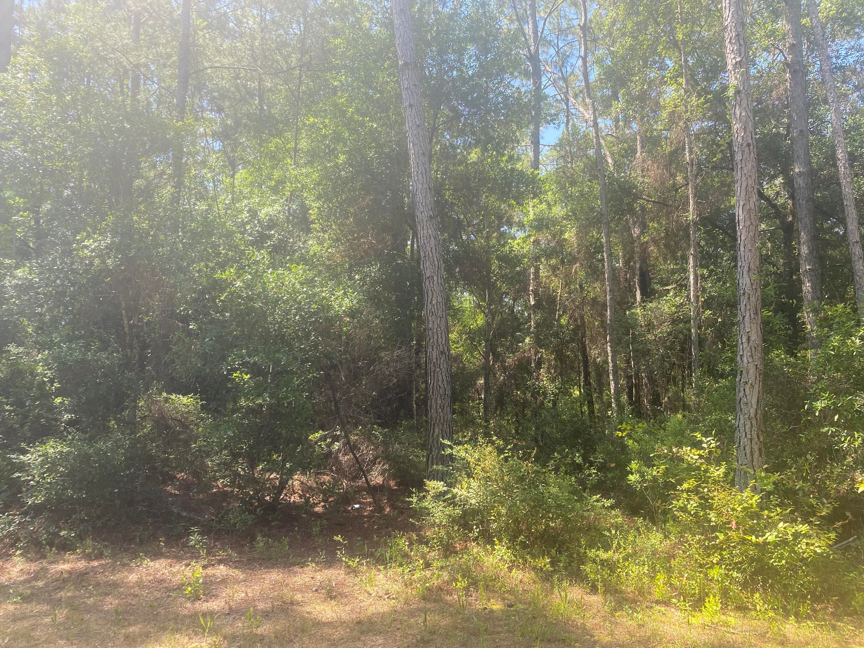 Tbd NE 155 Lane, Fort McCoy, FL 32134 — photo 5 of 5