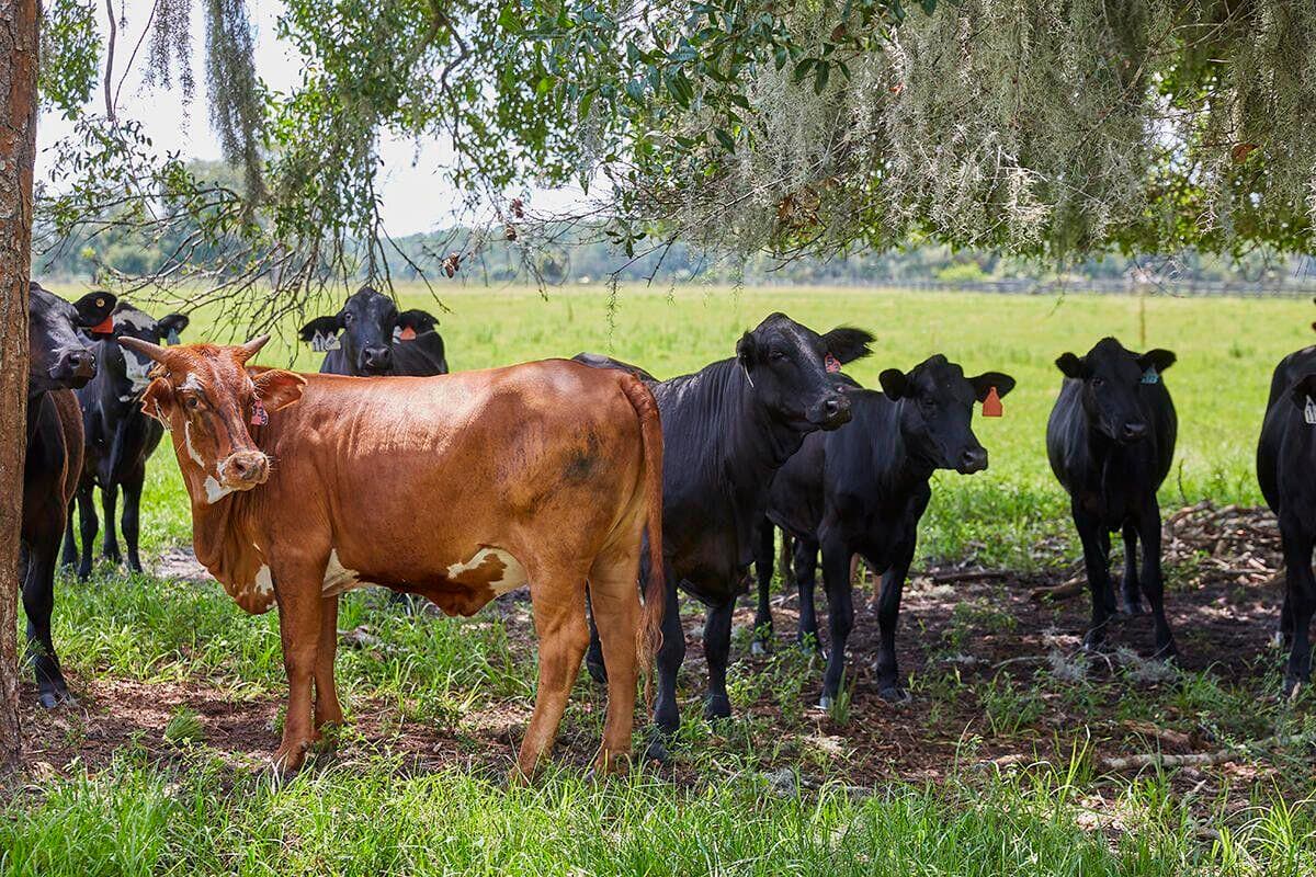 Unimproved Land in Okeechobee — photo 12 of 16