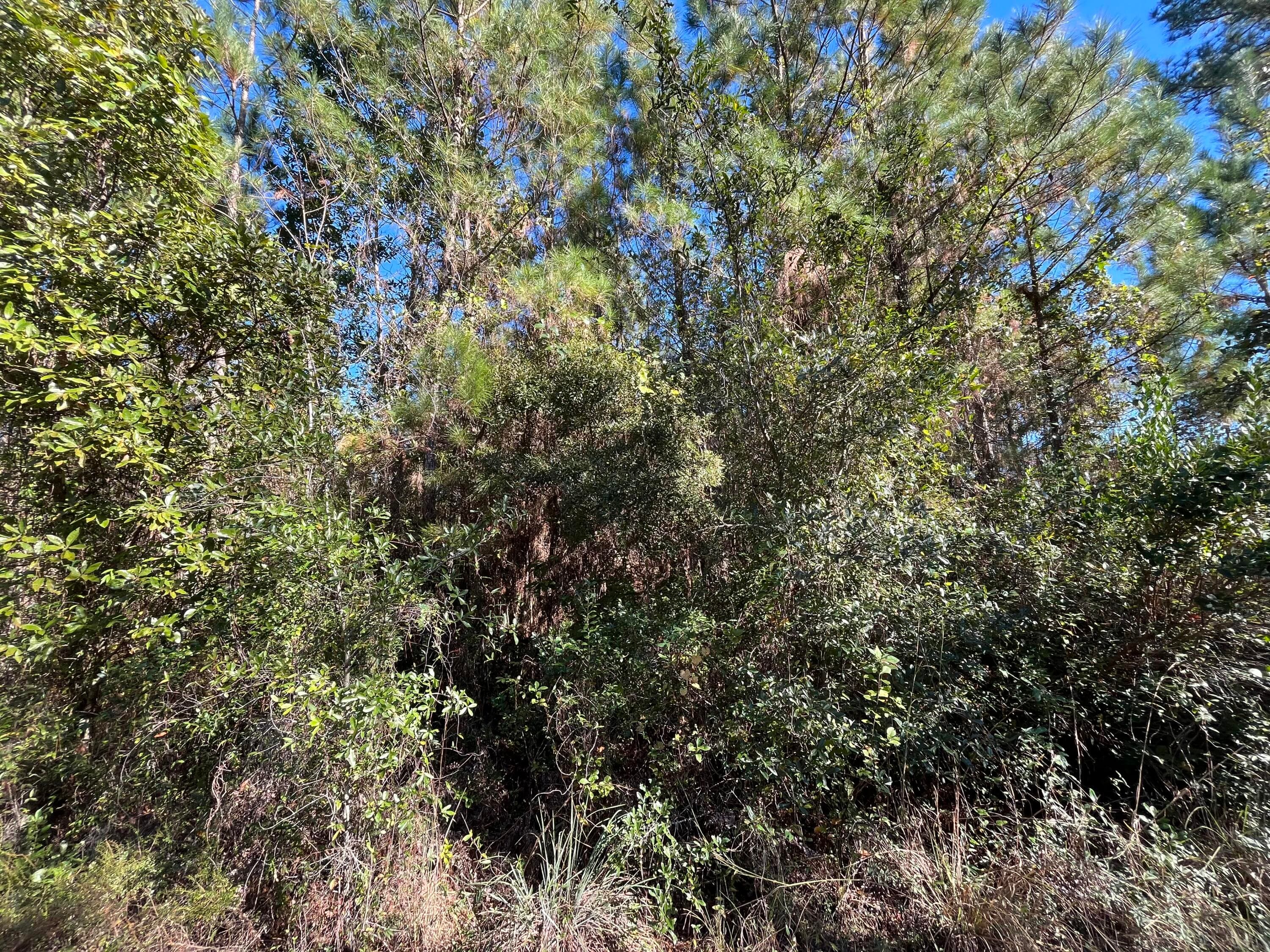 223 Mourning Dove Road, Satsuma, FL 32189 — photo 3 of 6