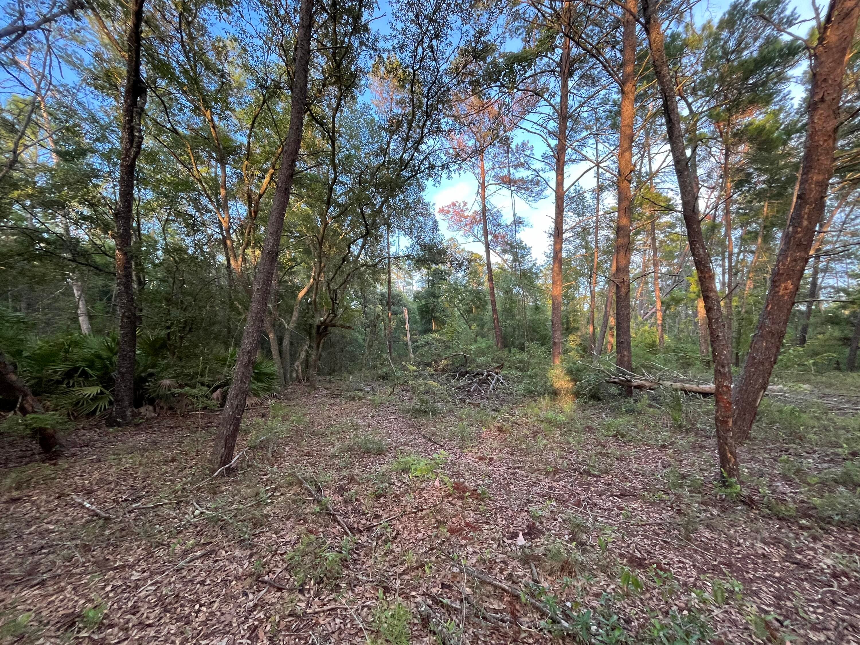 Tbd Twin Lakes Road, Interlachen, FL 32148 — photo 4 of 8