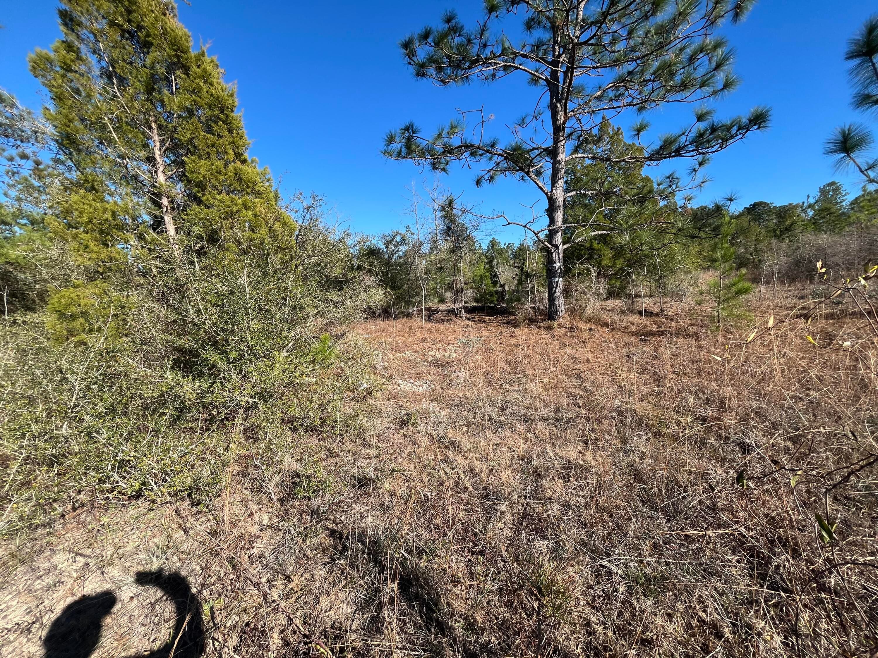 Tbd Fairview Road, Marianna, FL 32448 — photo 8 of 9