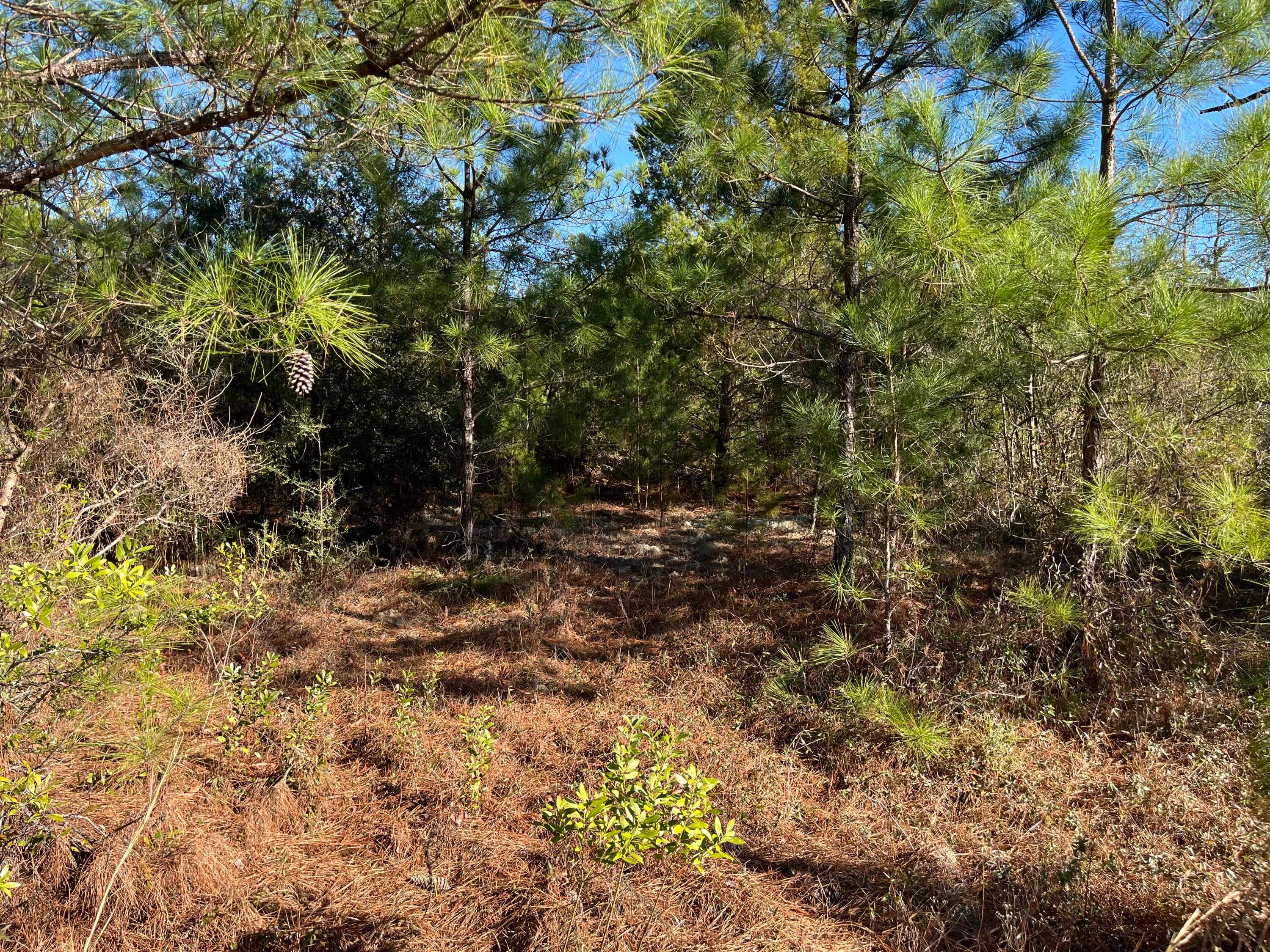 Tbd Fairview Road, Marianna, FL 32448 — photo 9 of 9