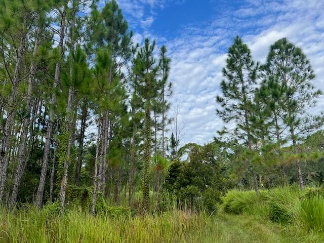 1135 Greenfield Street, Lake Placid, FL 33852 — photo 7 of 17
