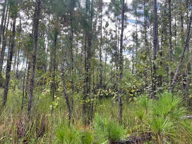 1135 Greenfield Street, Lake Placid, FL 33852 — photo 11 of 17