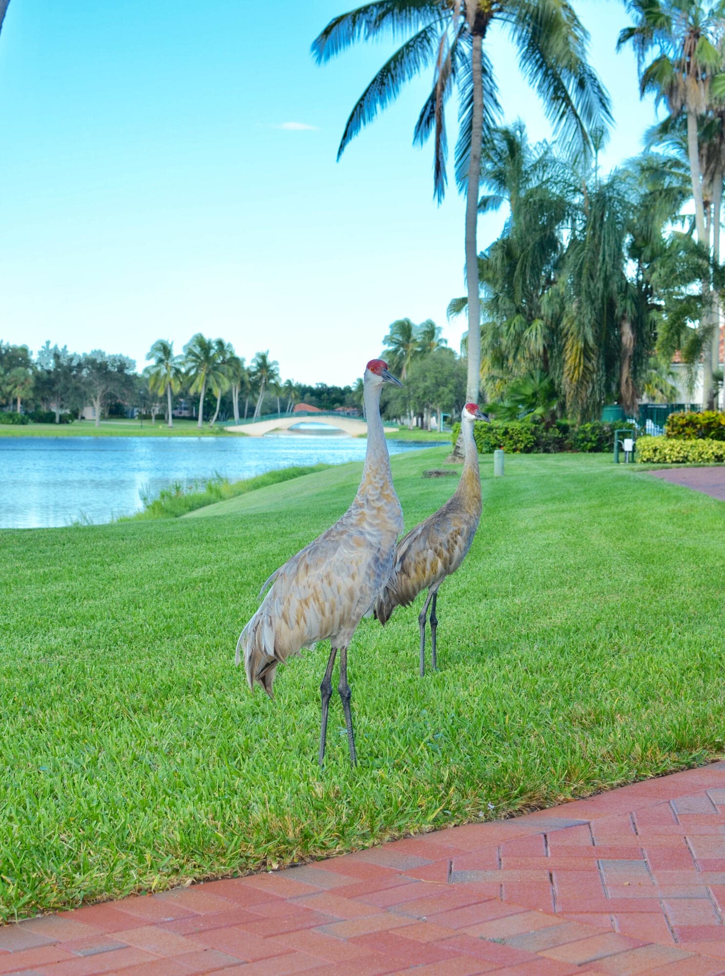 7800 Quida Drive, West Palm Beach, FL 33411 — photo 48 of 54