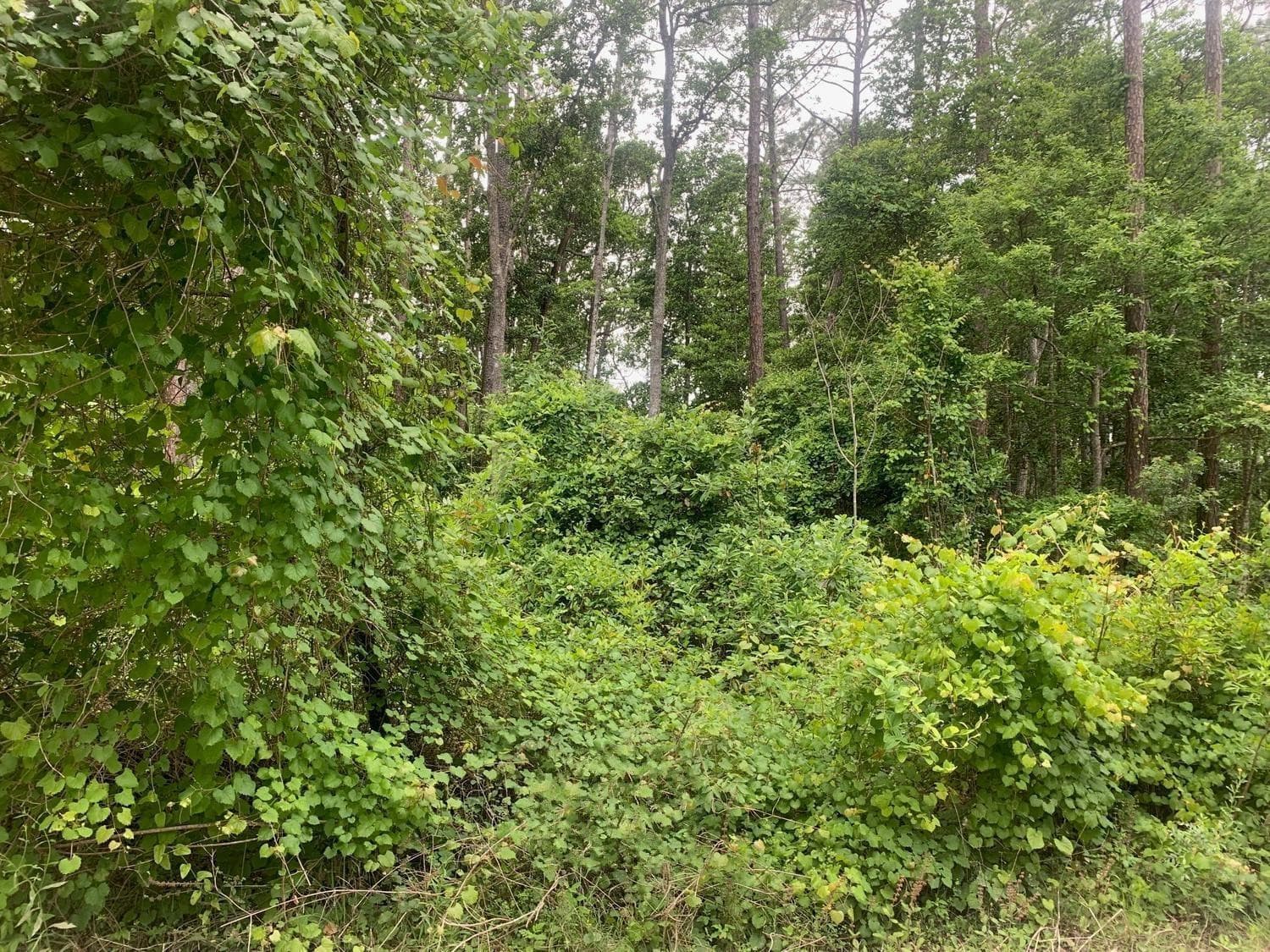 123 Coot Road, Satsuma, FL 32189 — photo