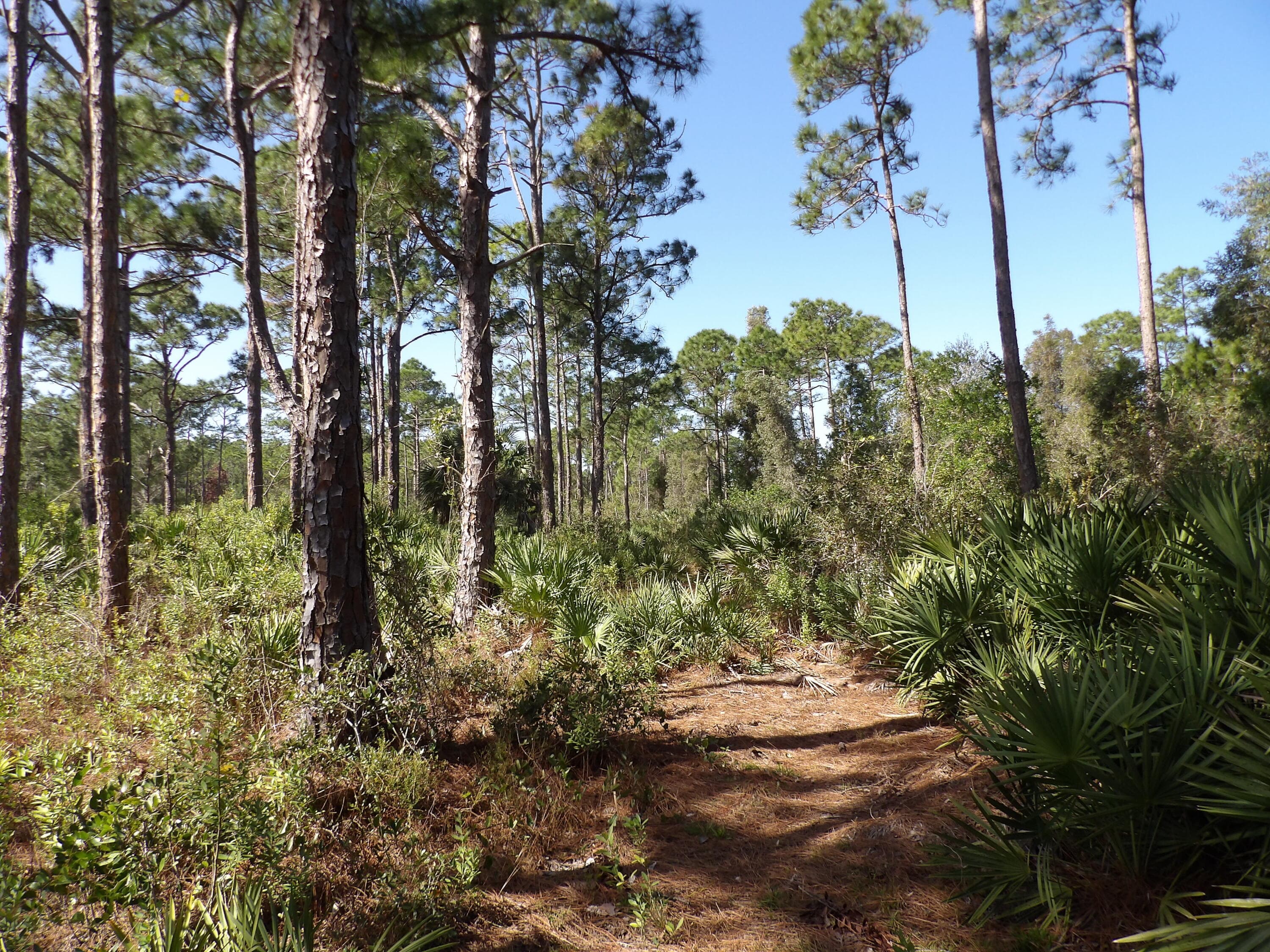 00 Bald Cypress Trail, Fort Pierce, FL 34951 — photo 7 of 8