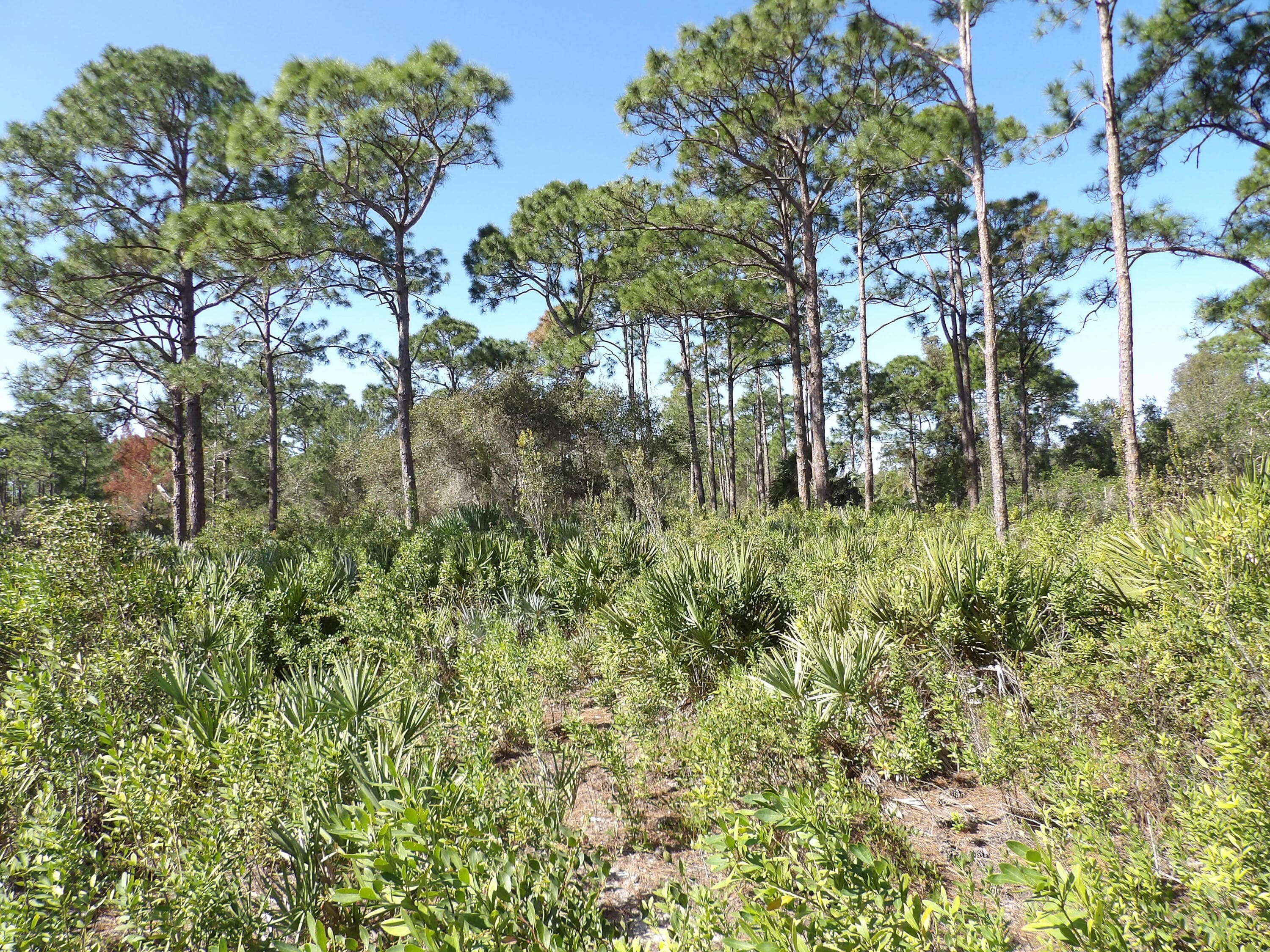 00 Bald Cypress Trail, Fort Pierce, FL 34951 — photo 8 of 8