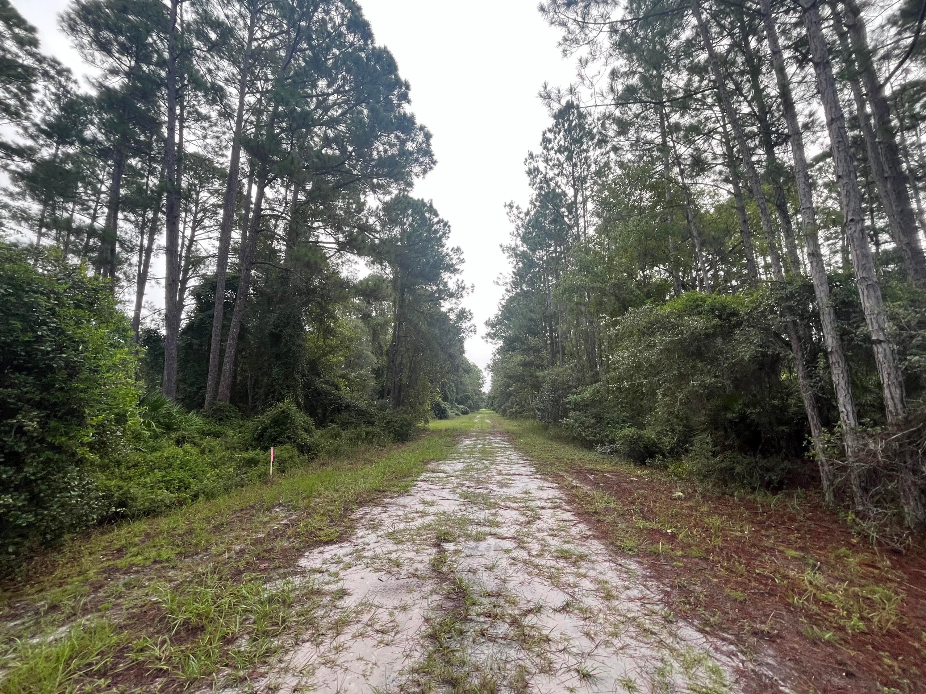119 Gardenia Avenue, Georgetown, FL 32139 — photo 5 of 7
